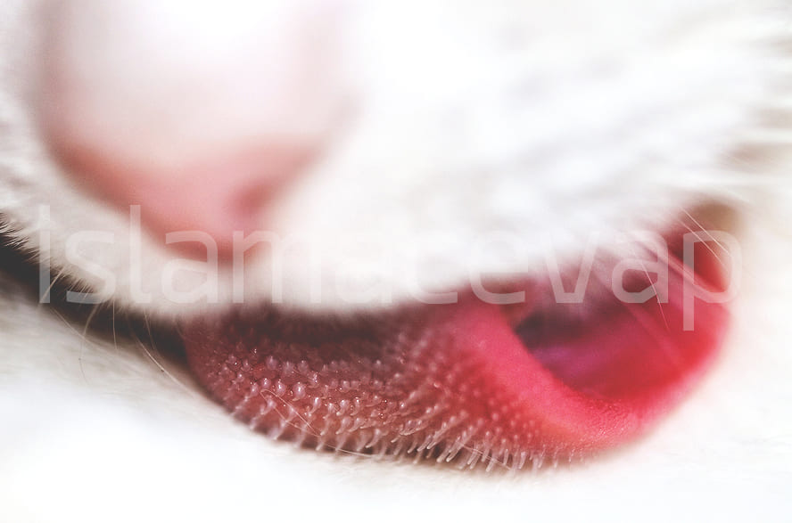 cats tongue - อัศจรรย์น้ำลายเเมว